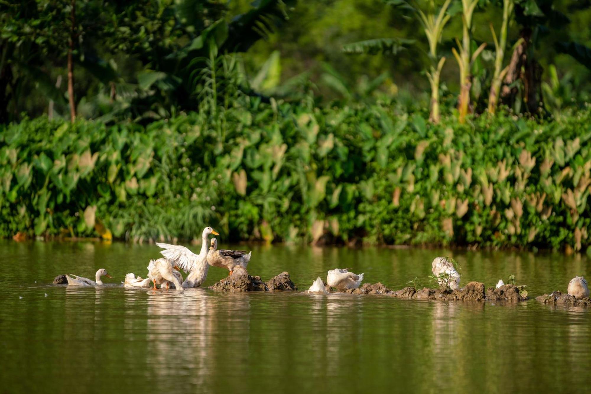 Tan Dinh Farmstay Ninh Bình Kültér fotó