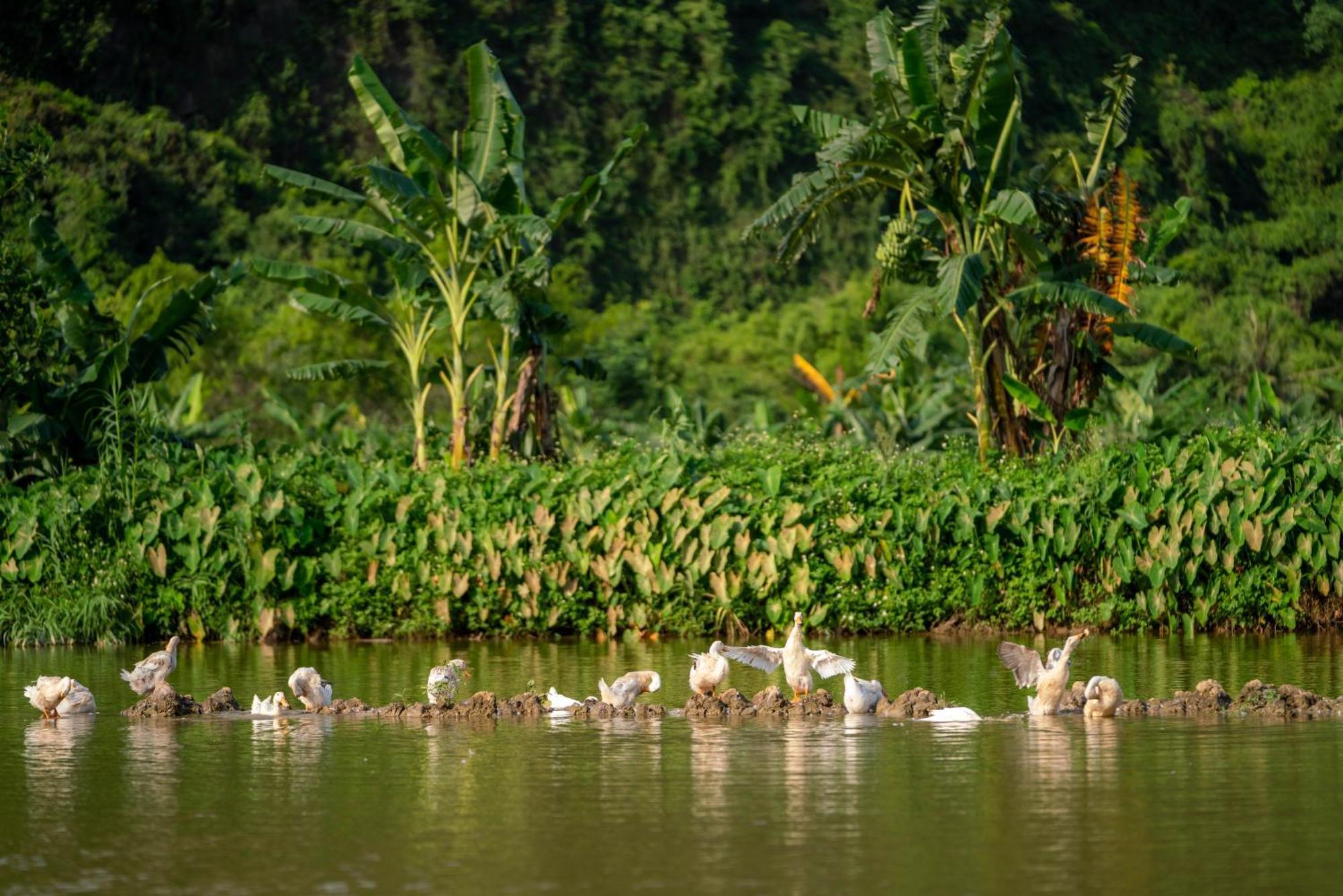 Tan Dinh Farmstay Ninh Bình Kültér fotó